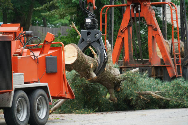 Trusted East Pepperell, MA Tree Removal Experts